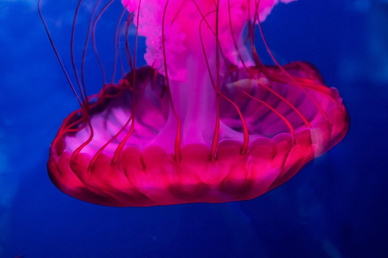 Jellyfish in the Dubai Aquarium
