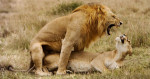 lions_mating_kenya_intro