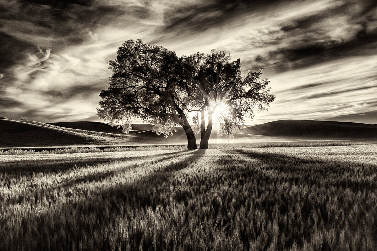 Lone tree at sunset in the Palouse