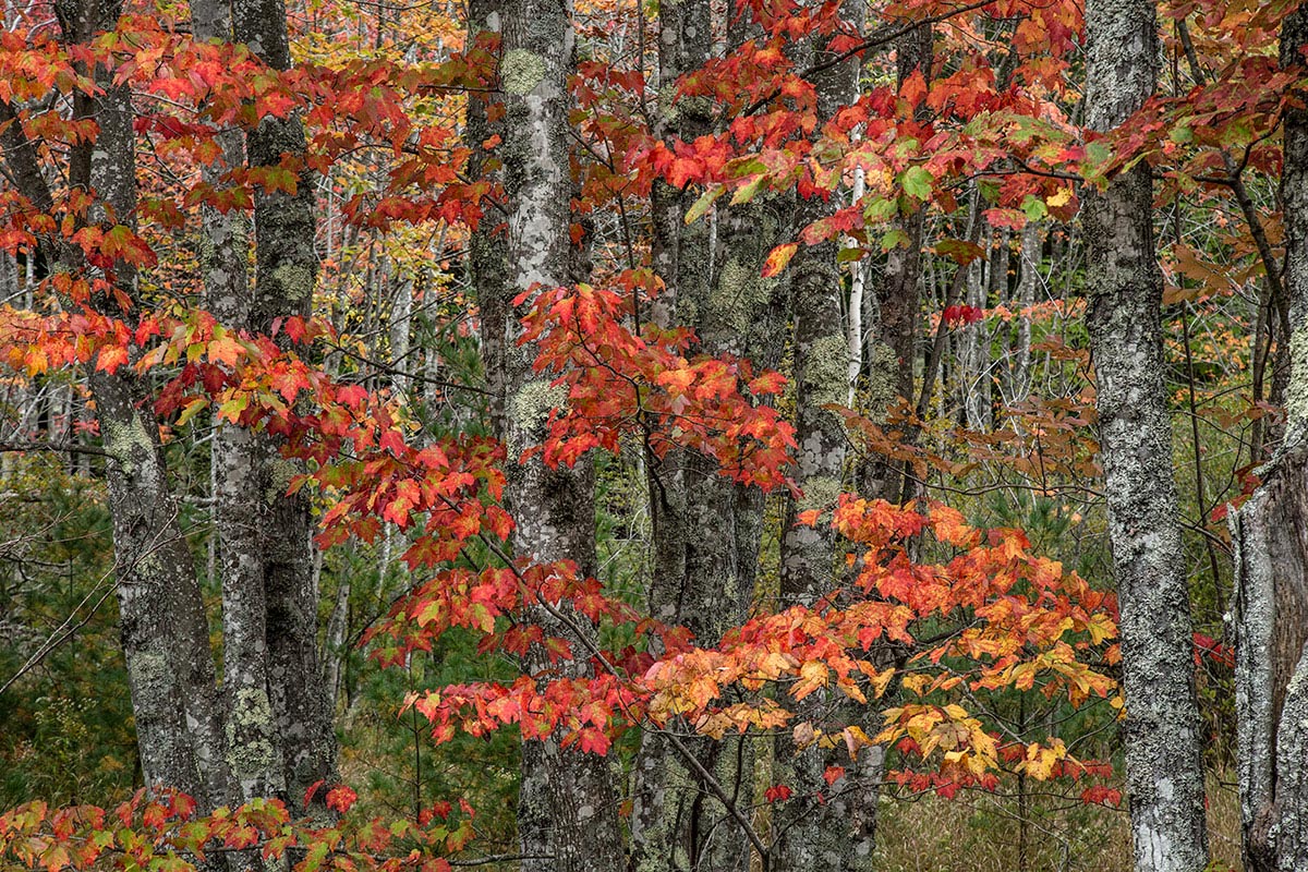 the beautiful fall color on the coast of Maine