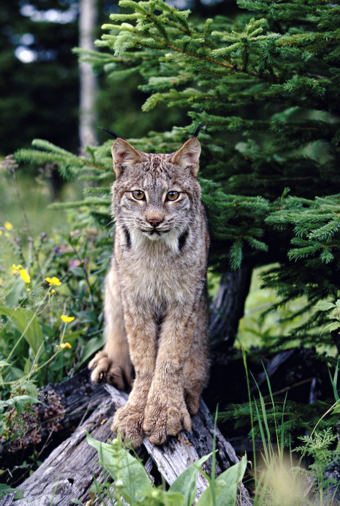 a friendly lynx: The natural world: Scott Stulberg Photography