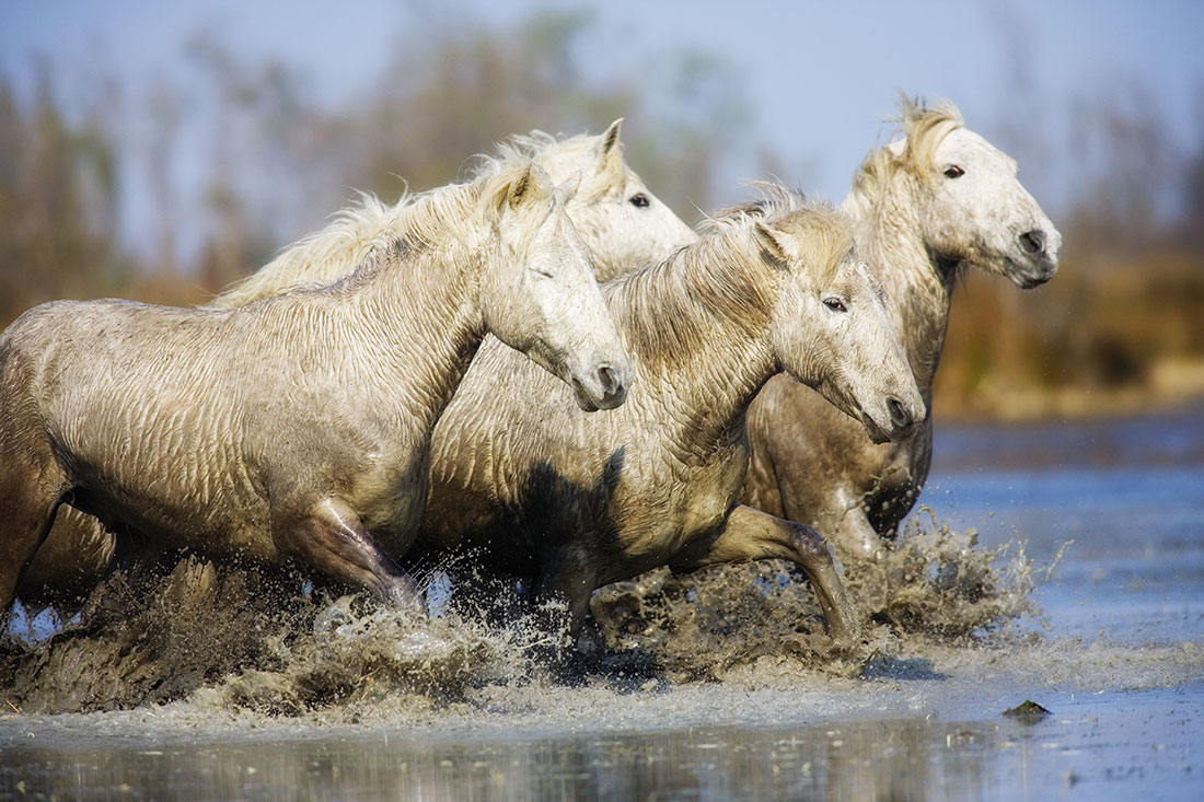 The White Camargue Horses of southern France