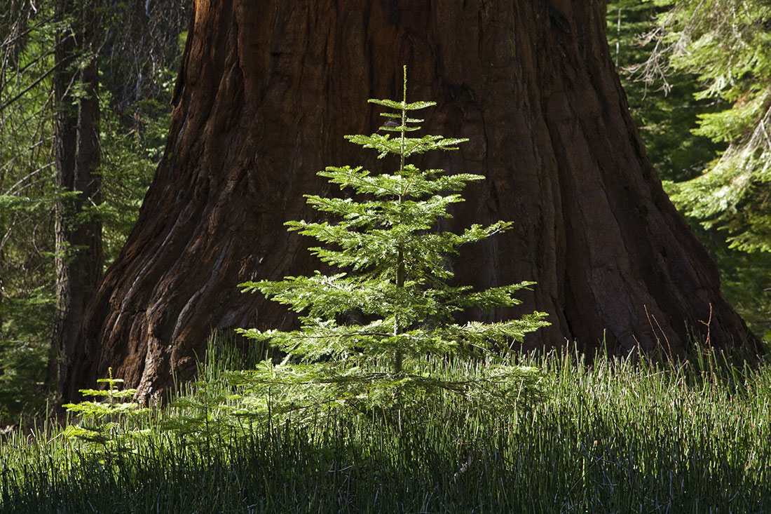 Baby redwood in Yosemite National Park