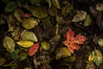 Fall color in Oak Creek Canyon in Sedona