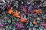 Starfish in the seastacks in Bandon