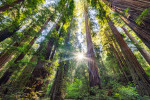 Jedediah Smith Redwoods after sunrise