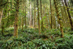 The forest in Ecola State Park, Oregon