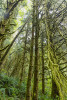 The forest in Ecola State Park, Oregon