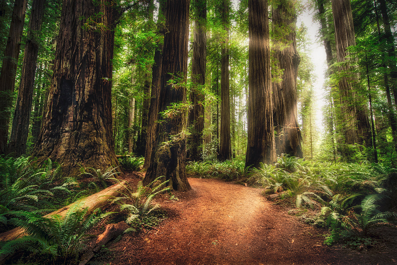 Jedediah Smith Redwoods in California