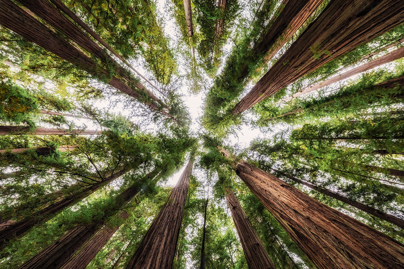Jedediah Smith Redwoods in California