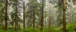 Forest panorama on the coast of Oregon