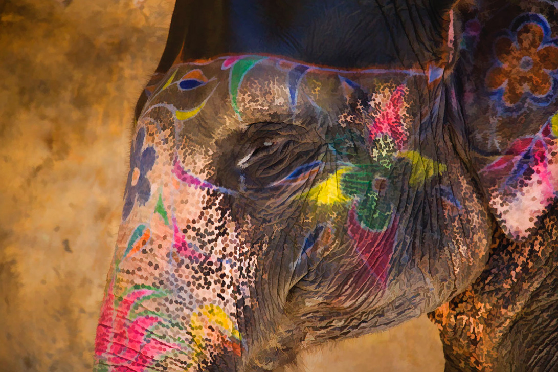 The painted amazing elephants of Jaipur, India