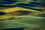 Crop duster at sunrise by Steptoe Butte