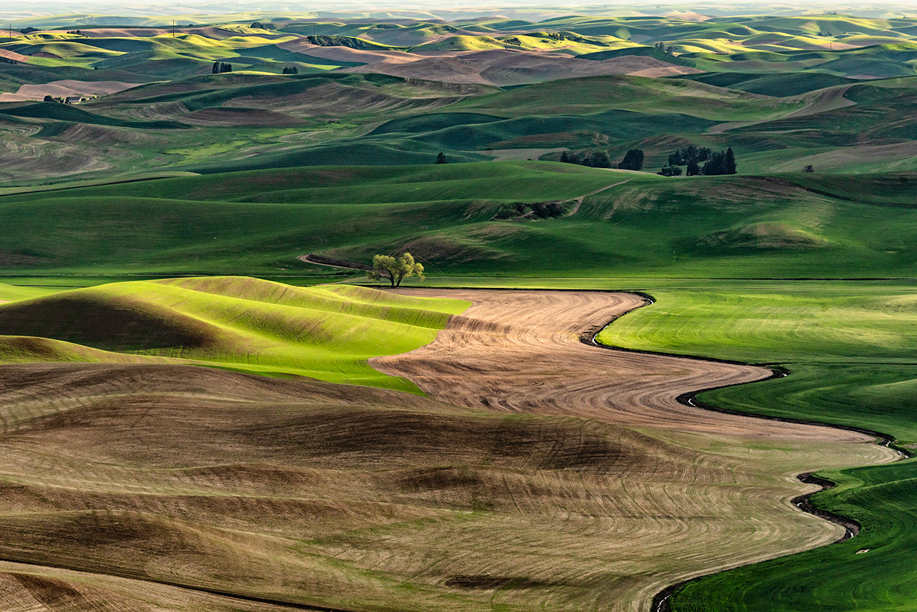 My favorite lone tree in the Palouse