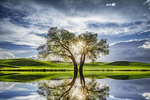 palouse_flood_lone_tree