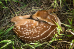 A curled up fawn in the Palouse in Washington
