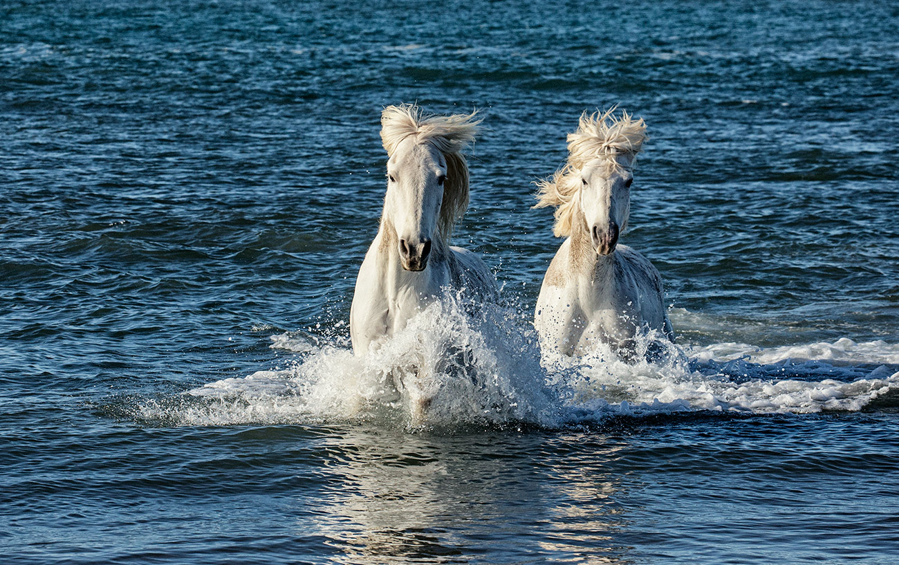 White horses of the Camargue