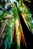 Redwood trees at sunset in the forest
