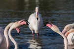 Pink Flamingos fighting in the south of France