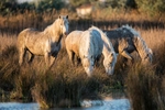 The White Horses of the Camargue by the water in the South of France
