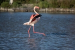 Flamingo walking on water