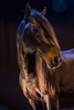 Rare show horse in the Camargue region in the south of France
