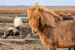 Icelandic horses in the countryside of Iceland