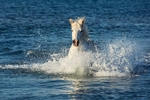 The Camargue white horses in the south of France