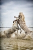 The Camargue white horses in the south of France