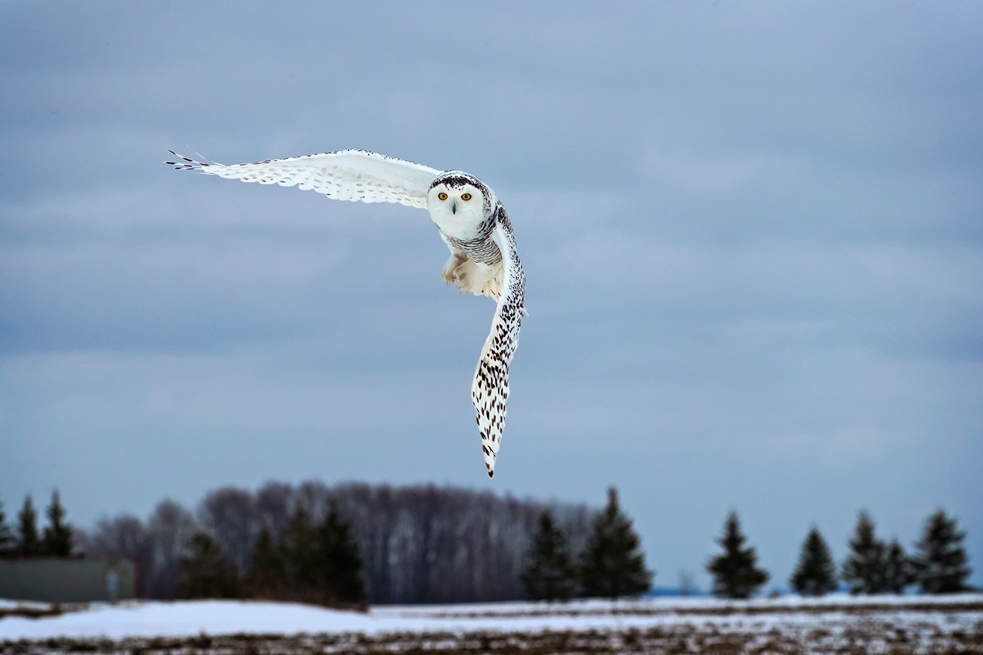 The snowy white owls of Canada