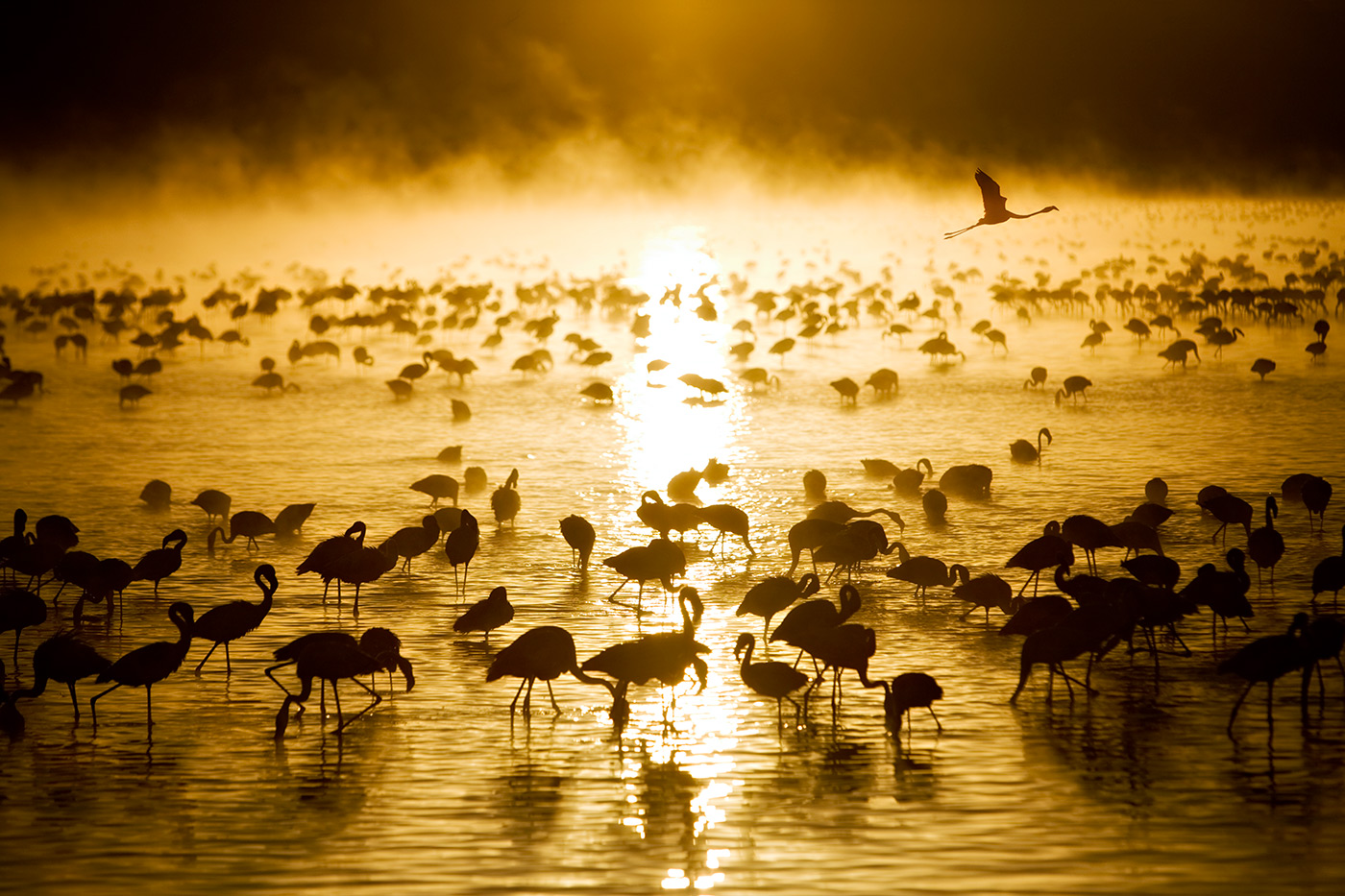 Flamingos at sunrise in Lake Nukuru, Kenya
