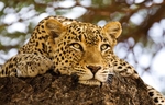 Leopard resting in Kenya