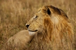 Lion at rest in the Serengeti