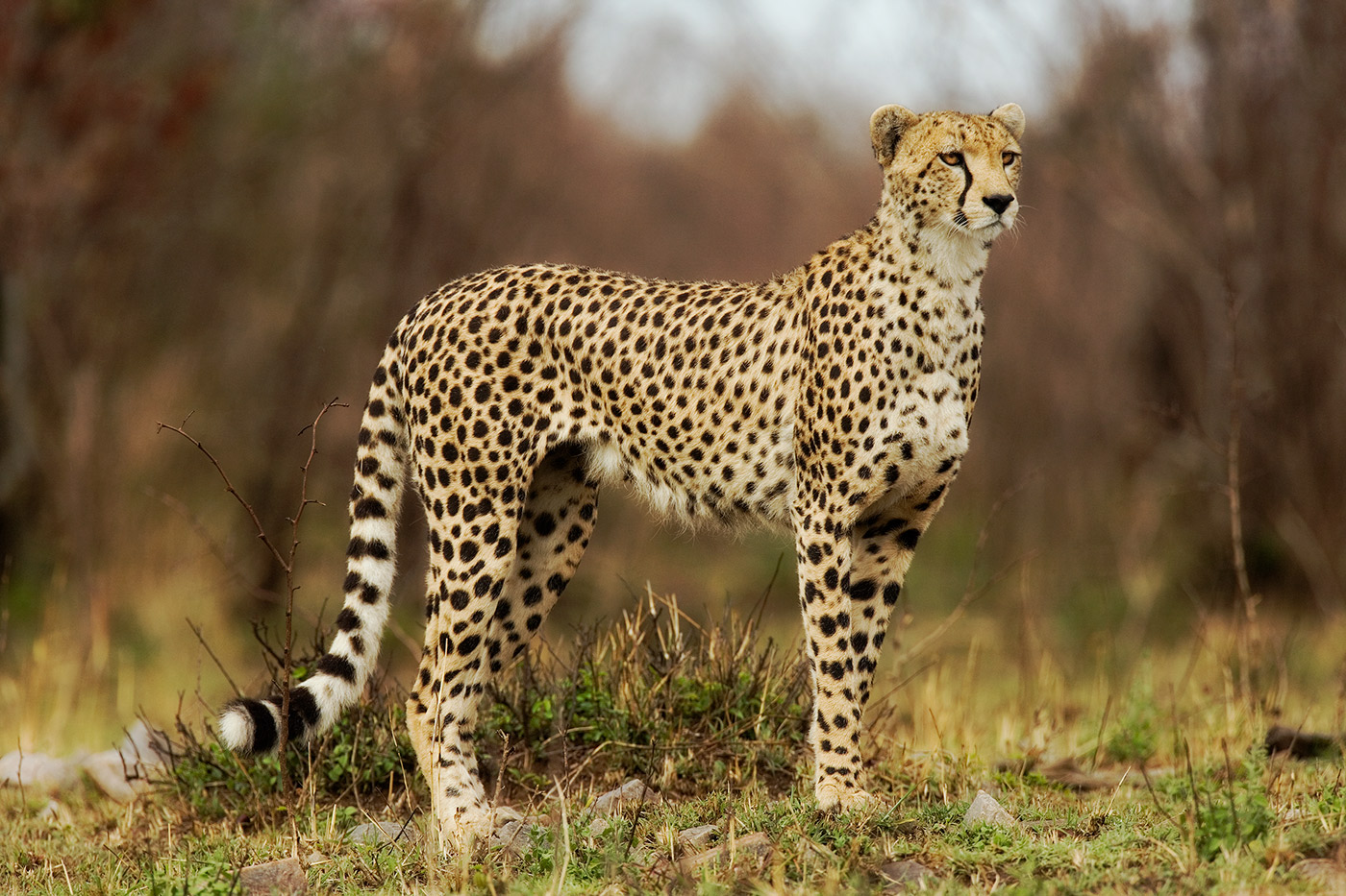 Cheetah staring down it’s prey in the Massai Mara, Kenya