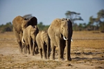 Family of elephants in Kenya