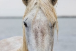 Close up of a white horse of the Camargue in the south of France