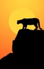 Mountain lion in silhouette on the rocks at sunset