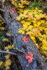 Fall color in Westfork