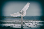 The Snowy White owls of Canada