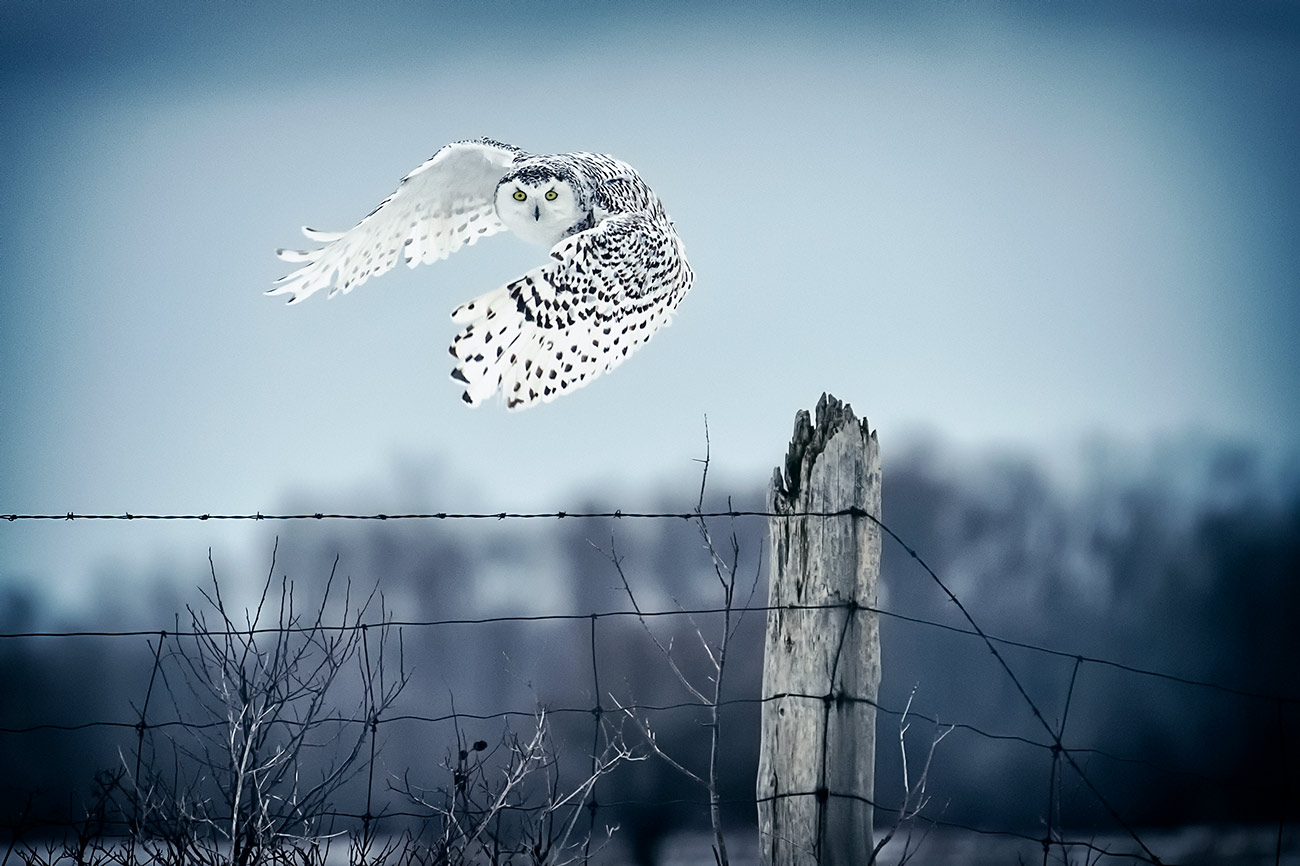 The Snowy White owls of Canada