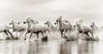 white_camargue_horses_4