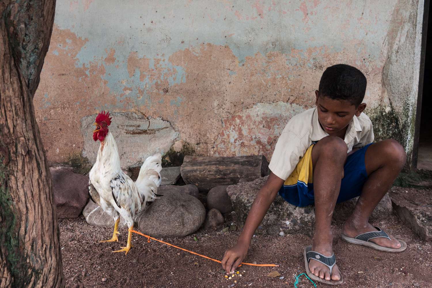 Boy at home feeding his rooster. Cockfights are very important in this region, a social and cultural weekly event that never fails to get these small rustic arenas overcrowded. The cock becomes a symbol of virility, a hero and a reason of hope for many Cafetaleros. Cock-fighting is used as a means for economic gain and an improvement in one’s standing in the community. People live with their cocks, feed them and treath as pets. Kids grow up with cocks and grow up with gallera’s stories (often mix reality with fairy tales). A gallero never wants to have to make dinner from one of his own roosters, but when he does, the meat is the best to be had. After all, a fighting cock has been pampered all its life, fed the best food and exercised daily.