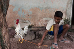 Boy at home feeding his rooster. Cockfights are very important in this region, a social and cultural weekly event that never fails to get these small rustic arenas overcrowded. The cock becomes a symbol of virility, a hero and a reason of hope for many Cafetaleros. Cock-fighting is used as a means for economic gain and an improvement in one’s standing in the community. People live with their cocks, feed them and treath as pets. Kids grow up with cocks and grow up with gallera’s stories (often mix reality with fairy tales). A gallero never wants to have to make dinner from one of his own roosters, but when he does, the meat is the best to be had. After all, a fighting cock has been pampered all its life, fed the best food and exercised daily.