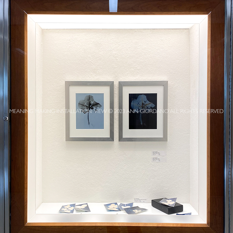 Photograms from the series In My Courtyard Vitrine installation view from Meaning Making, The Interchurch Center NYC © 2023 Ann Giordano All Rights Reserved