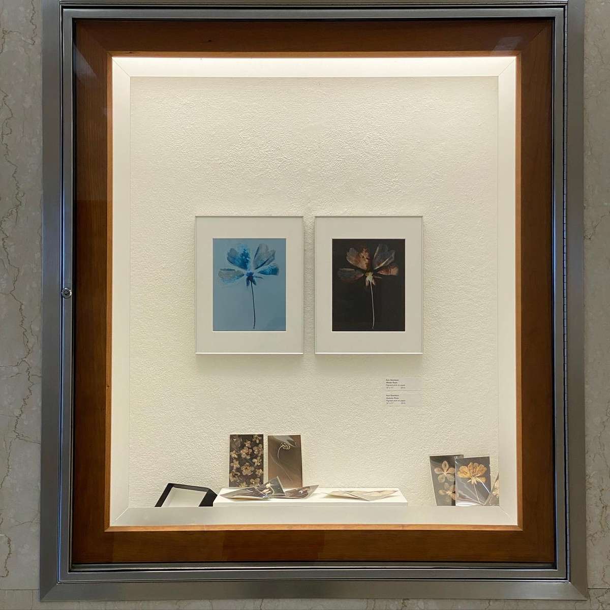Photograms from the series In My Courtyard Vitrine installation view from Meaning Making, The Interchurch Center NYC © 2023 Ann Giordano All Rights Reserved