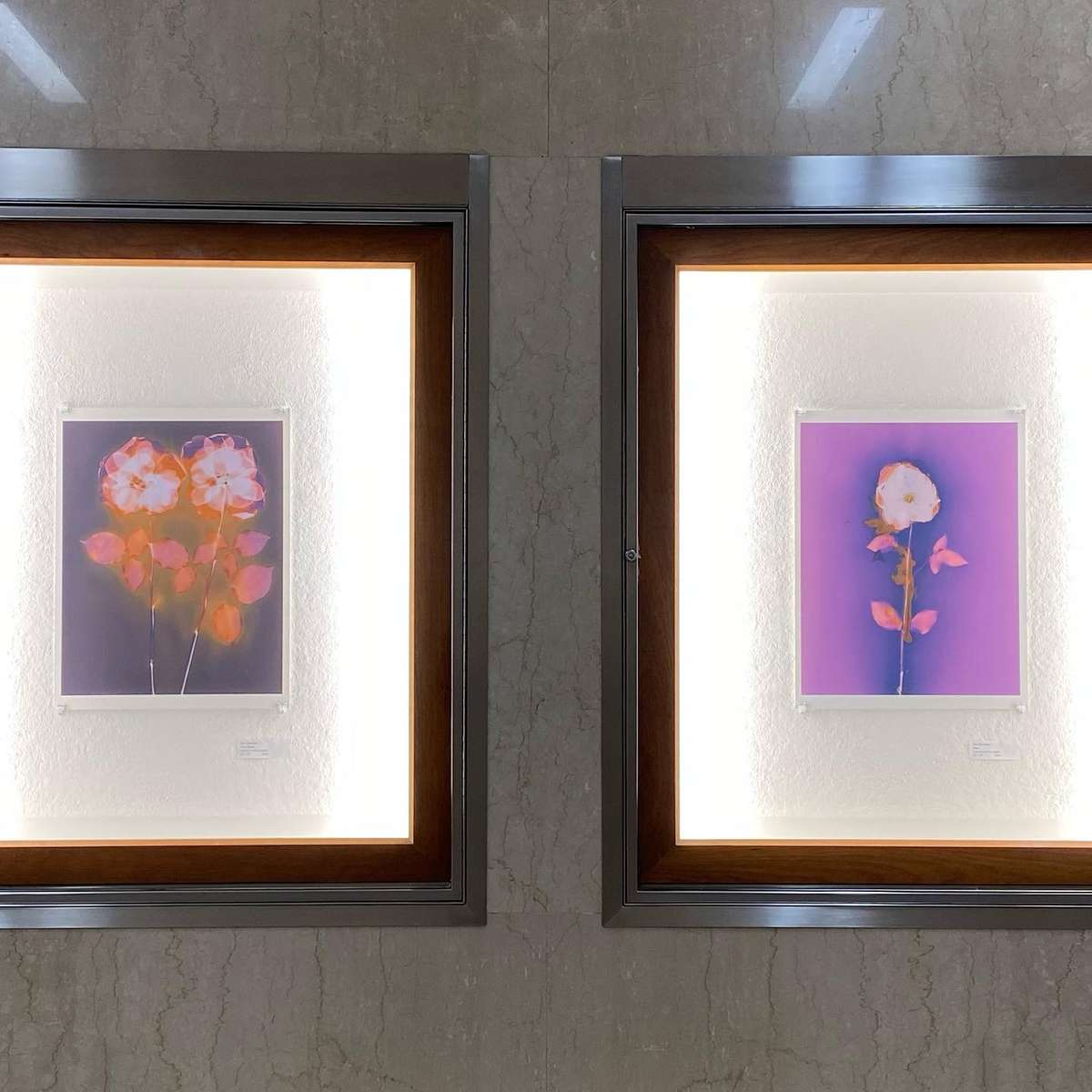 TWO ROSES and ROSE from the series In My Courtyard Vitrine installation view from Meaning Making, The Interchurch Center NYC © 2023 Ann Giordano All Rights Reserved