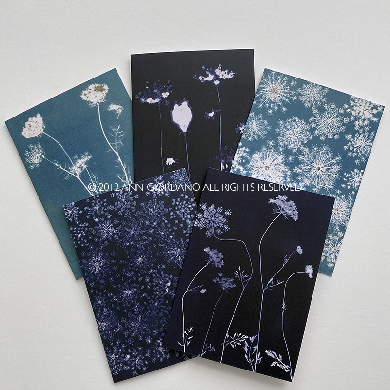 Five Blank Queen Anne's Lace Cards from the series In My Courtyard with envelopes5.75 x 4.25 inches1000.0070****$30.00 plus Shipping and Handling