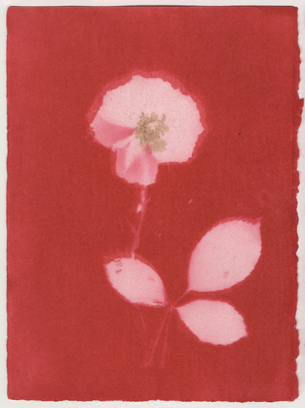 Rose Red Rose Black.  Dye Print from the Series, In My Courtyard.  ag_0000_4206 Color Rights Managed Image Copyright © 2023 Ann Giordano All Rights Reserved 
