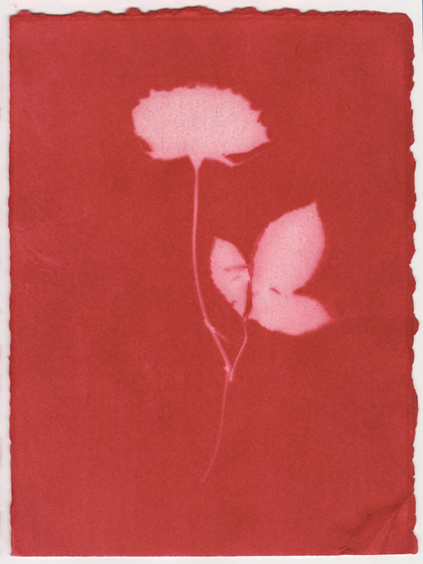Rose Red Rose Black.  Dye Print from the Series, In My Courtyard.  ag_0000_4215 Color Rights Managed Image Copyright © 2023 Ann Giordano All Rights Reserved 