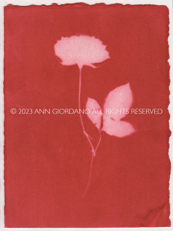 Rose Red Rose Black.  Dye Print from the Series, In My Courtyard.  ag_0000_4215 Color Rights Managed Image Copyright © 2023 Ann Giordano All Rights Reserved 